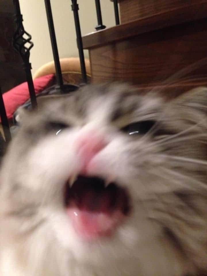 Angry-Reaction-Memes1
