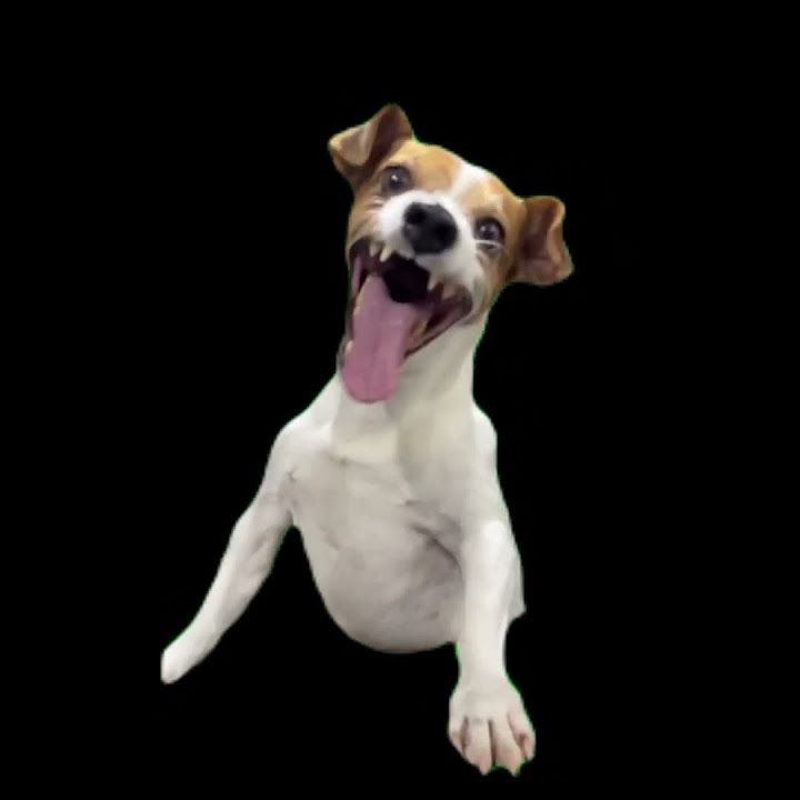 laughing-memes1