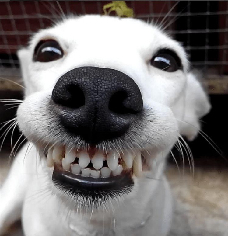 laughing-memes2